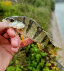 European Perch