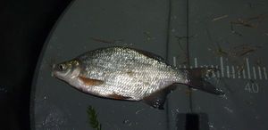 Blue Bream