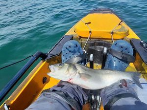 European Bass (Seabass)