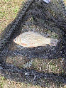 Crucian Carp