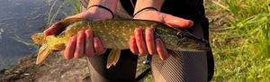 Northern Pike złowiony przez Amandine et Elise