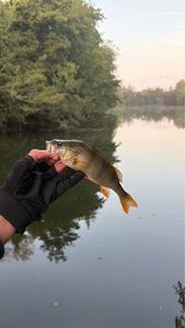 European Perch