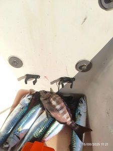 Black Seabream