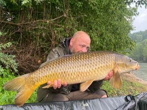 Common Carp