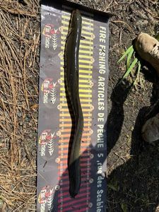 European Eel (Common Eel)