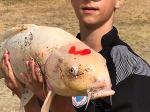 Koï Fish