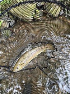 Brown Trout