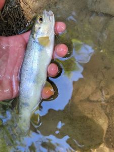 Brown Trout