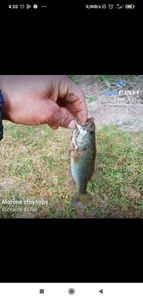 Crucian Carp