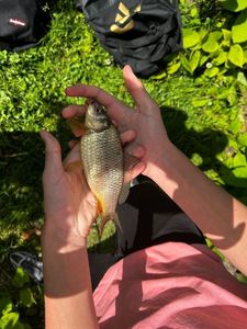 Common Carp