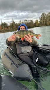 European Perch