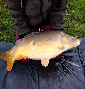 Mirror Carp