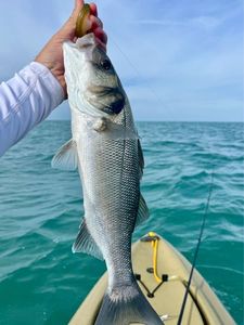 European Bass (Seabass)