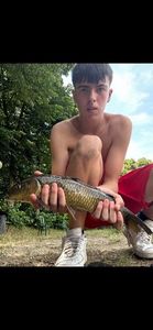 Common Carp