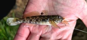 Round Goby