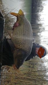 Mirror Carp