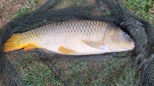 Common Carp