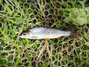 Brown Trout