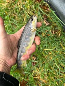 Brown Trout