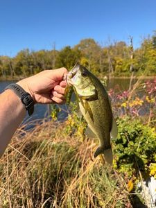 Largemouth Bass