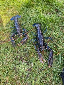 European Lobster