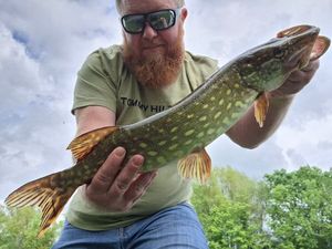 Northern Pike