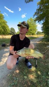 Largemouth Bass