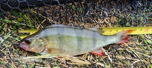 European Perch