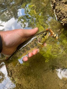 Brown Trout
