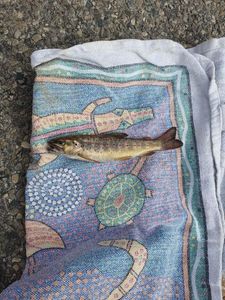 Rainbow Trout