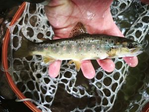 Brown Trout