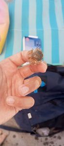 Warty Crab