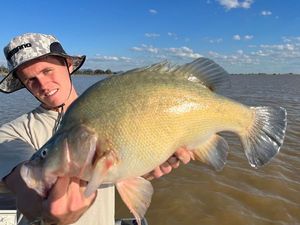 Golden Perch