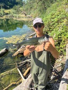 Smallmouth Bass