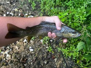 Brown Trout