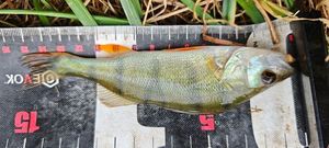 European Perch
