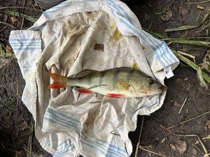 Yellow Perch