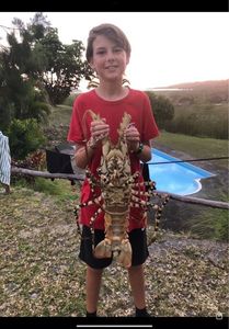 Norway Lobster