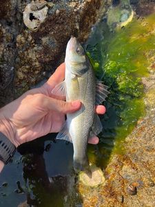 European Bass (Seabass)