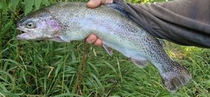 Rainbow Trout