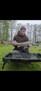 European Sturgeon