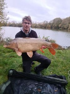 Common Carp