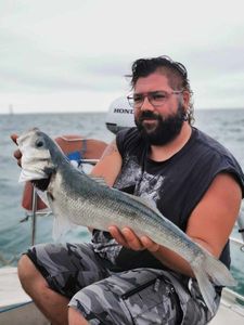 European Bass (Seabass)