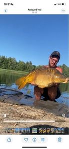 Mirror Carp