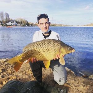 Common Carp
