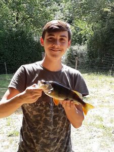 European Perch