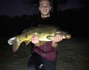 Common Carp