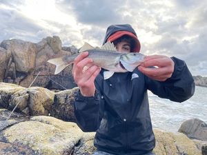 European Bass (Seabass)