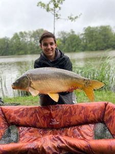 Mirror Carp