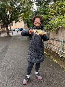 Largemouth Bass